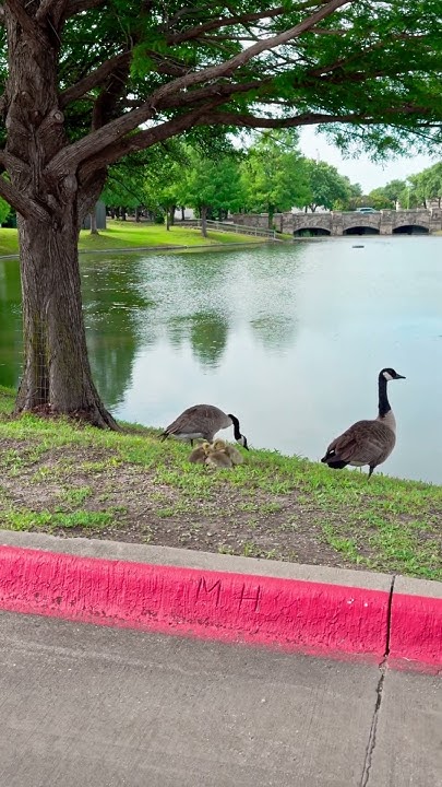 Algorithmist's tweet card. Nature Close To Home. Geese Bring Young Out For A Morning At The Lake.