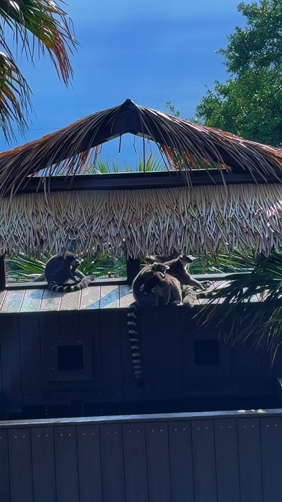 Algorithmist's tweet card. Lemurs Enjoy Some Sun After Morning Thunderstorms At Natural Bridge...