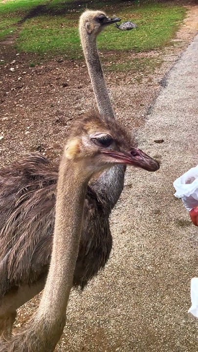 Algorithmist's tweet card. Closeup Of Ostrich Feeding Time At Natural Bridge Wildlife Ranch....