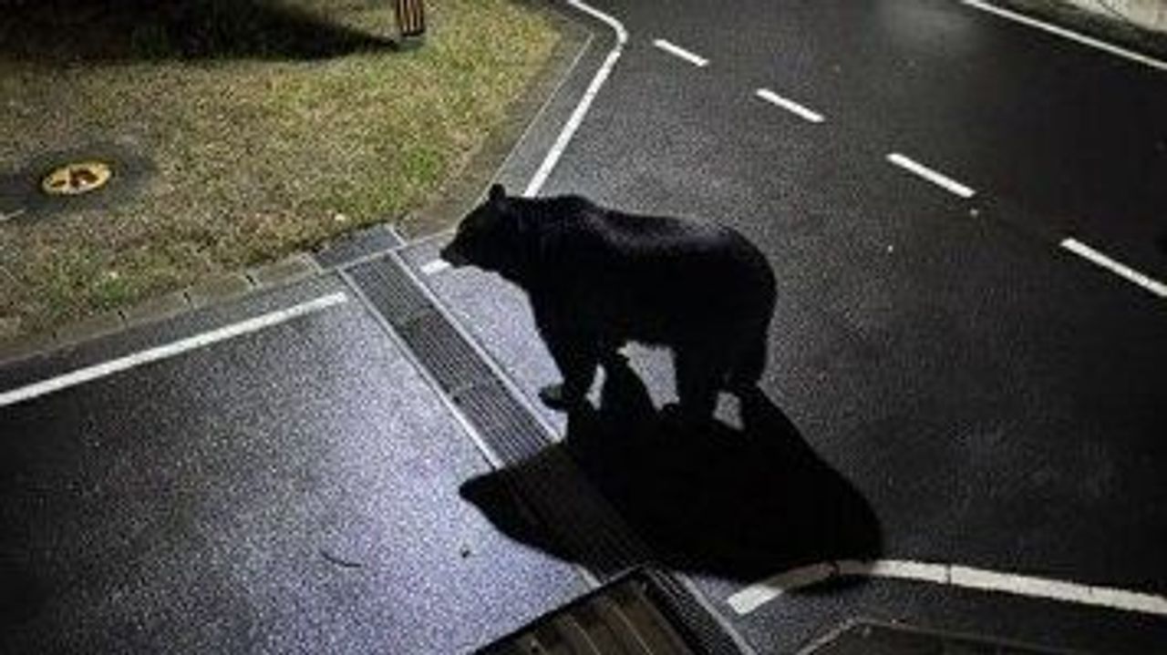 YahooNewsTopics's tweet card. 宮城県女川町は26日、公式Xで「25日午後7時頃、クマが目撃されました」という注意喚起と共にクマの画像を投稿しました。しかし、この画像がフェイク画像だったことがわかりました。