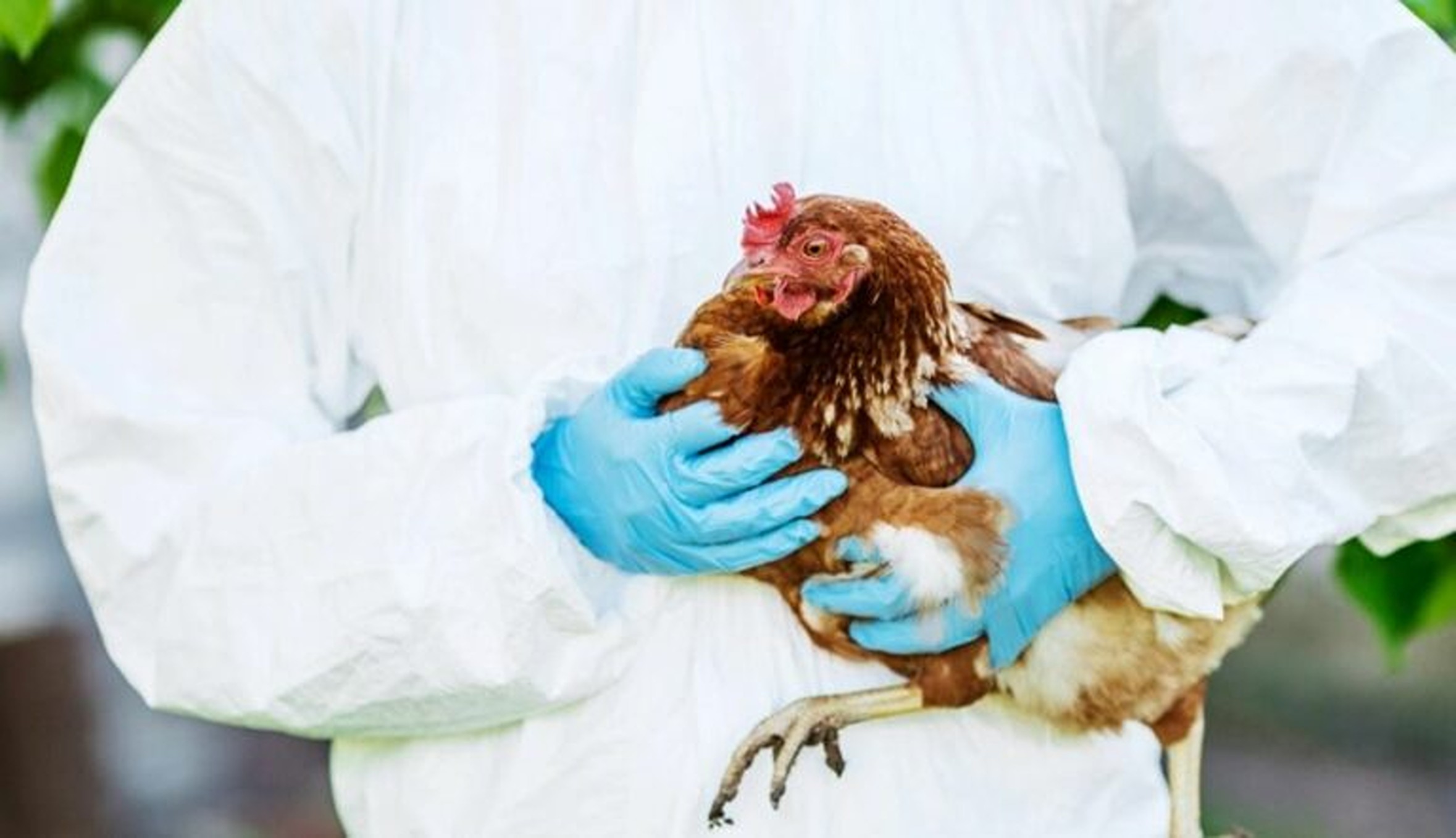 RksNews's tweet card. Europe is facing one of the most severe waves of avian influenza in nearly a decade, according to the latest report from the European Food Safety Authority (EFSA). Between September 6 and November...