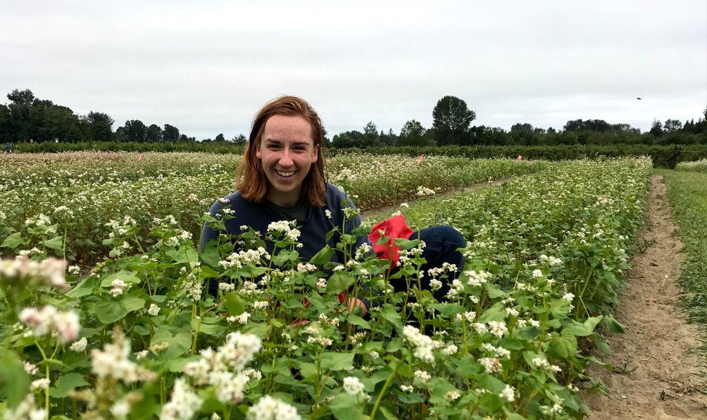 EcobreedP's tweet card. WSU Ph.D. candidate Rachel Breslauer received a $120,000 USDA pre-doctoral fellowship to study buckwheat as a cash crop as well as a cover crop.