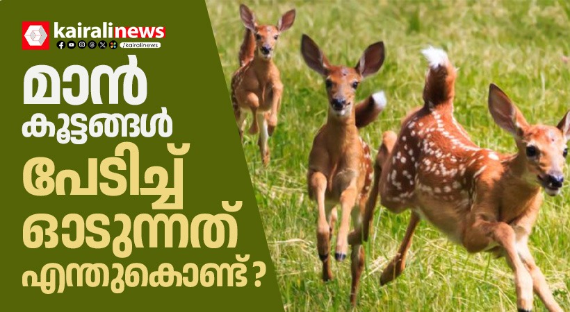 kairalinews's tweet card. മാനുകളിൽ കൂട്ടമായി ജീവിക്കുന്നത് കാട്ടിൽ അവയുടെ അതിജീവനവും പ്രത്യുൽപാദന വിജയവും വർദ്ധിപ്പിക്കുന്ന ഒരു തന്ത്രമാണ്.