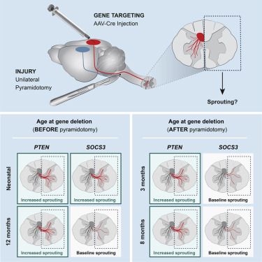 GeoffroyLab's tweet card. Molecular neuroscience; Cellular neuroscience