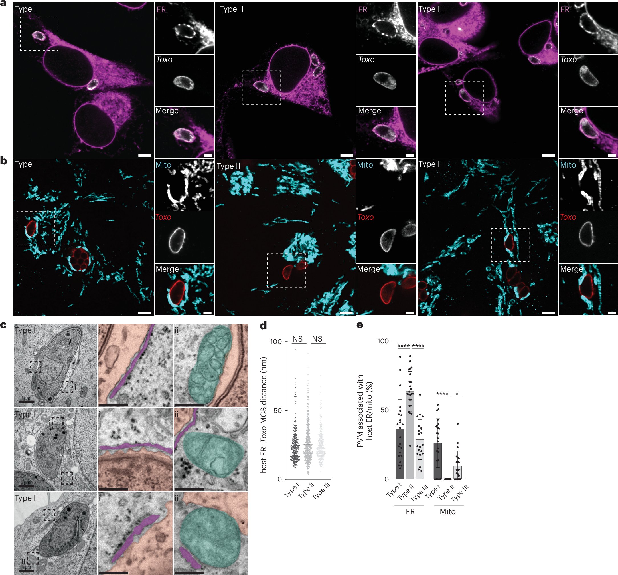 lab_cali's tweet card. Nature Microbiology - The Toxoplasma gondii effector TgROP1 mimics host factors to bind VAPA/B, thereby establishing parasite–host ER contact sites.