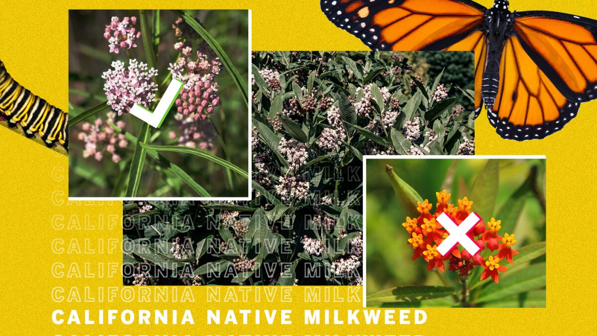 latimesplants's tweet card. Native milkweed plants — the kind good for butterflies — are coming out of dormancy and starting to sprout, so be patient. Southern California gardeners should be able to buy narrow-leaf milkweed and...