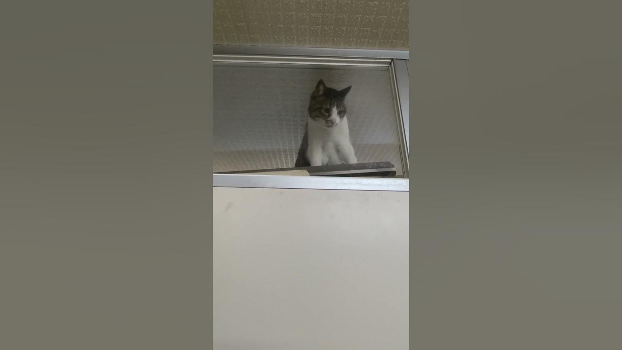 kotetu__ch's tweet card. 降りれなくなったコテツ君