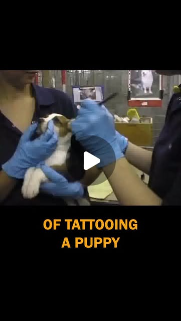 TheCampBeagle_'s tweet card. Camp Beagle (@thecampbeagle) • Instagram reel