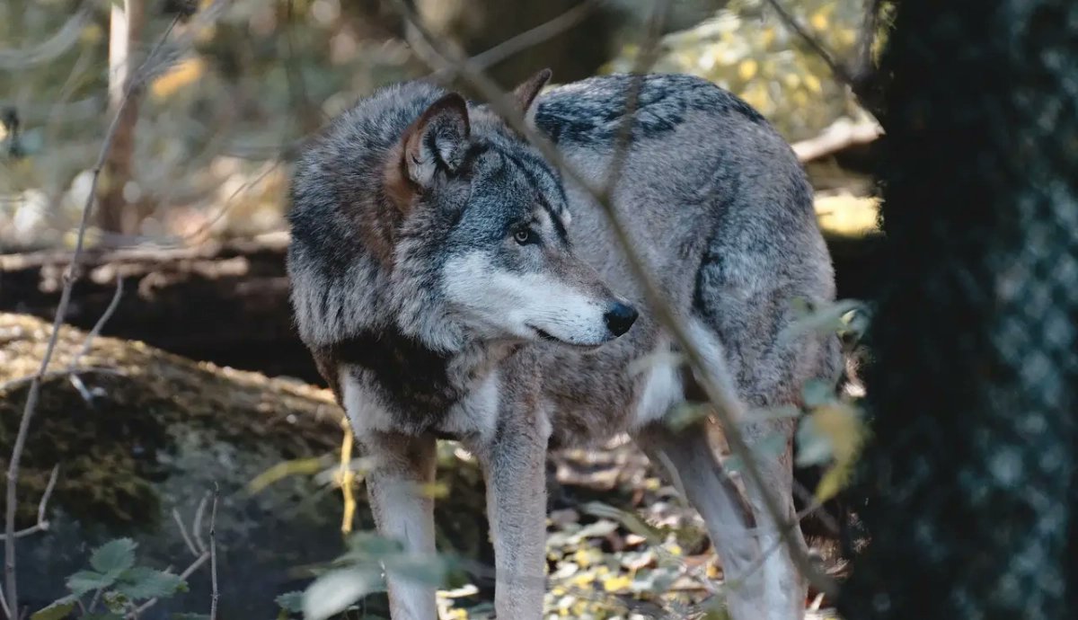EcoAvant's tweet card. Ecologistas critican que Cantabria prioriza eliminar lobos y descuida sus obligaciones legales para asegurar la coexistencia con la ganadería