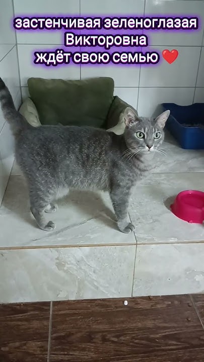 lord_pumka's tweet card. Одесса, Викторовна очень ждет свою семью 🏠 #бездомныеживотные