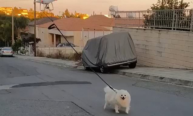 DailyMail's tweet card. A man in Cyprus had to walk his dog during the country's COVID-19 shutdown and decided to use a drone, which he piloted from a small balcony while the dog walked in the street.