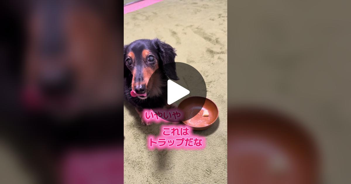 vimoko982's tweet card. 「いいね」が176件、コメントが9件。「#かわいい犬 #ダックス」