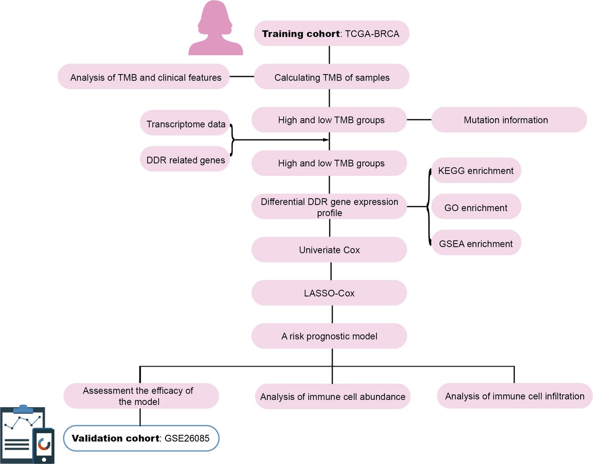 microbe_article's tweet card. Breast cancer has a high tumor-specific death rate and poor prognosis. In this study, we aimed to provide a basis for the prognostic risk in patients with br...