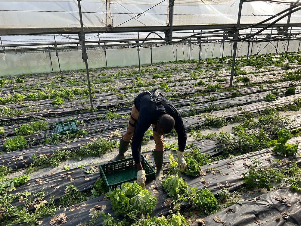 GogoaRobots's tweet card. En los surcos y en los almacenes, donde la jornada se mide en gestos repetidos y en brazos que sostienen la producción, se está ensayando una respuesta con sentido común y rigor: ExoKOOP, un proyecto...