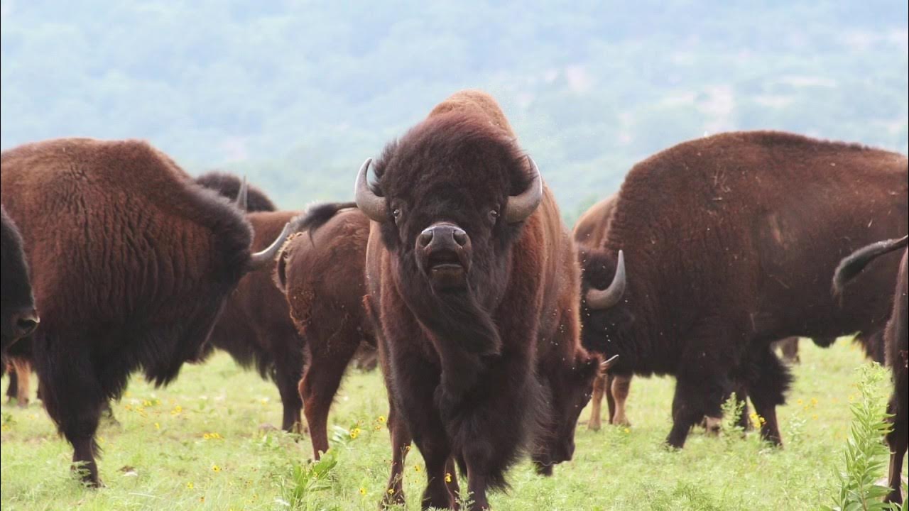 windspeakernews's tweet card. OriginalNationsAnthem - Steven T Newcomb and WB Pila Laronal,Jr