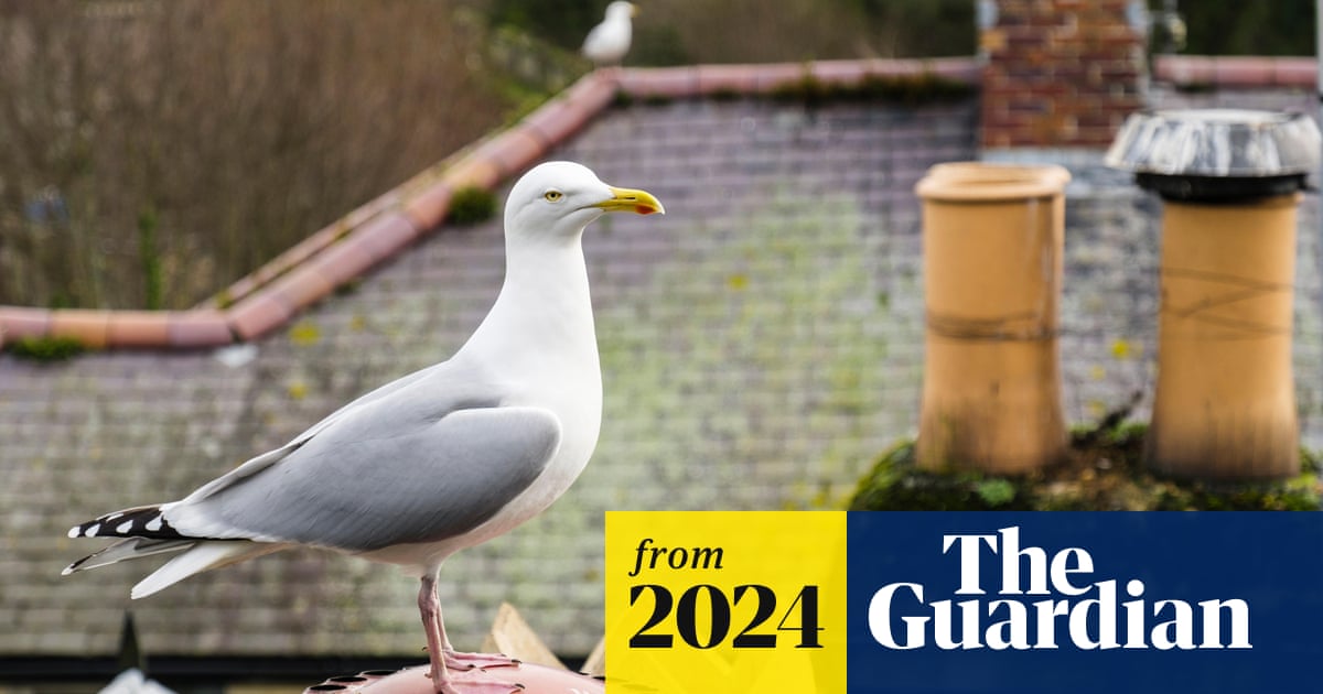 BotstiberIWFC's tweet card. Councillor has reportedly suggested using pills to control gulls, but experts say it may not be ethical or practical