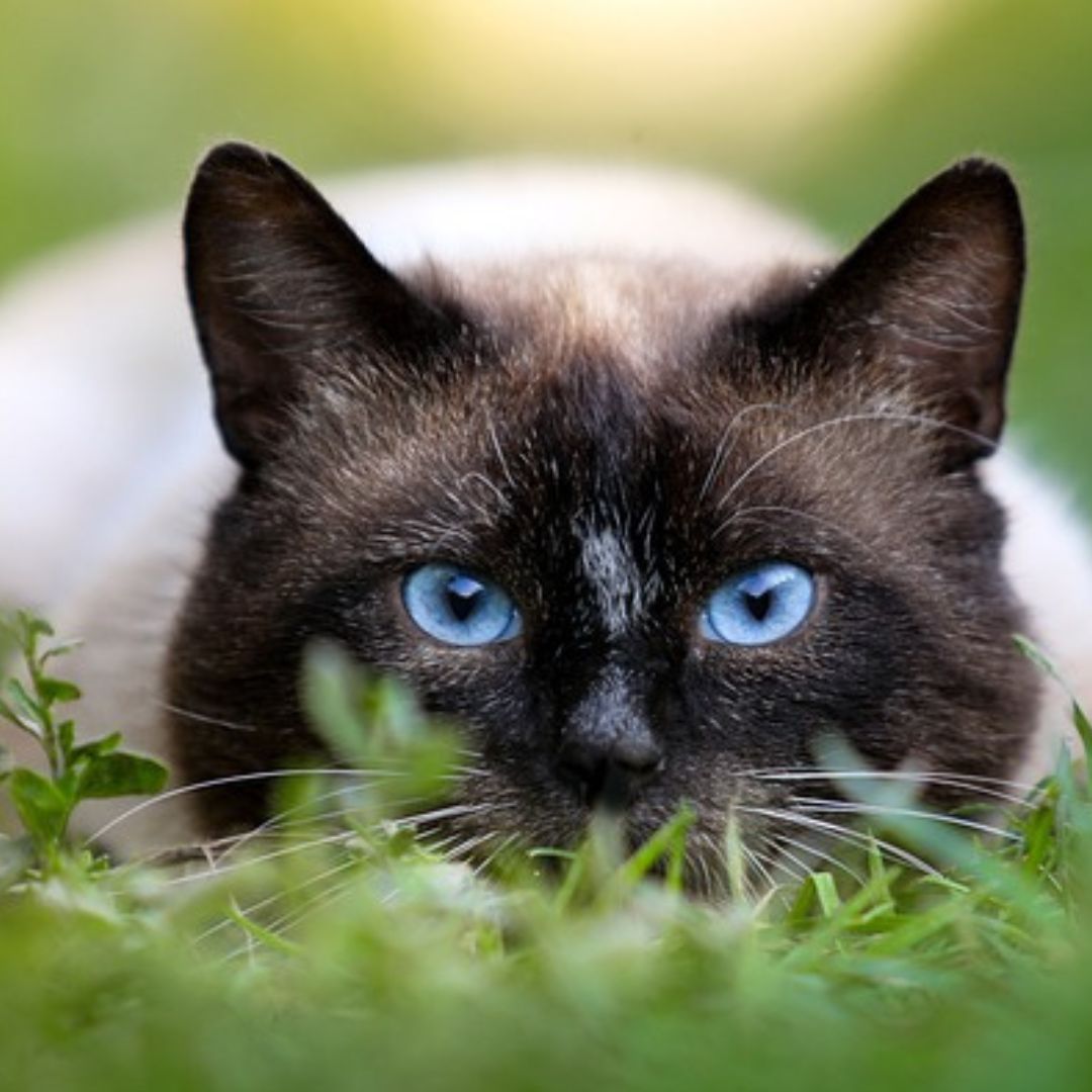 ProtexPCS's tweet card. There is a lot of information about pest control that should be treated with caution. Read these pest control myths so you don’t make the problem worse.