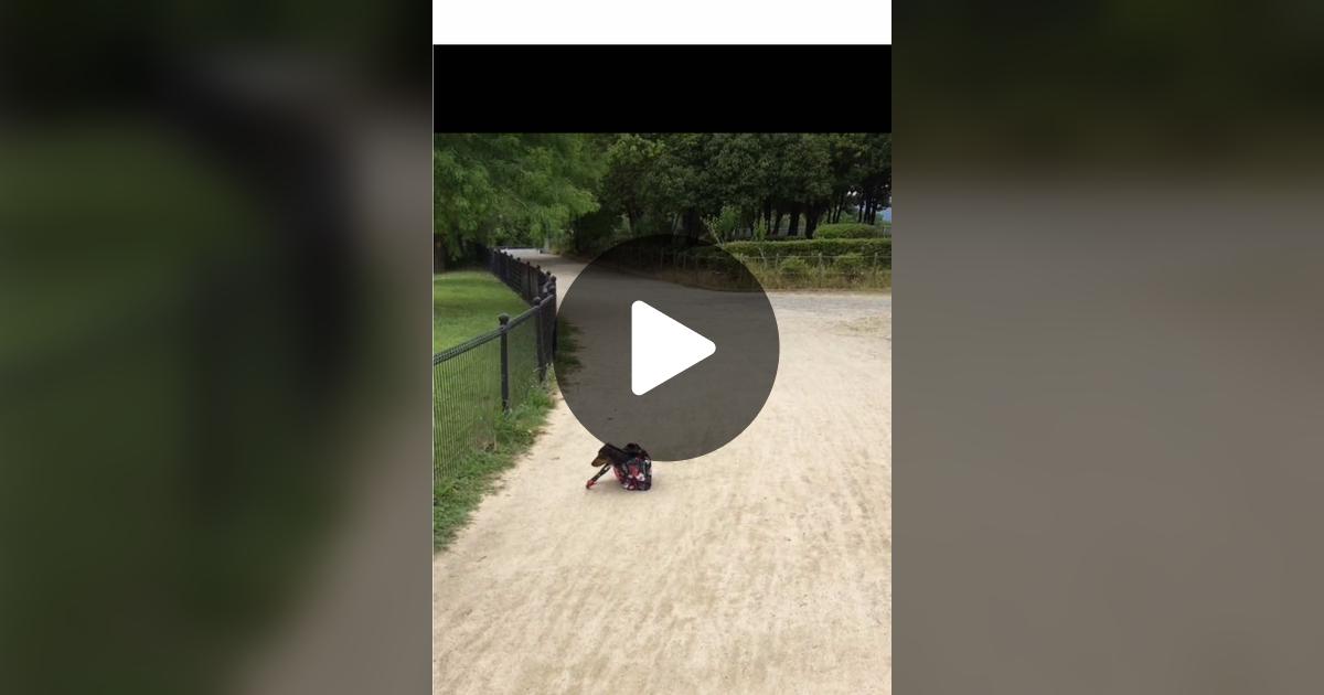 vimoko982's tweet card. 「いいね」が131件、コメントが6件。「#かわいい犬 #ダックス」