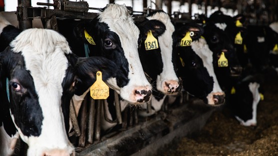 Cornell's tweet card. A new study provides evidence that a spillover of avian influenza from birds to dairy cattle across several U.S. states has now led to mammal-to-mammal transmission – between cows and from cows to...