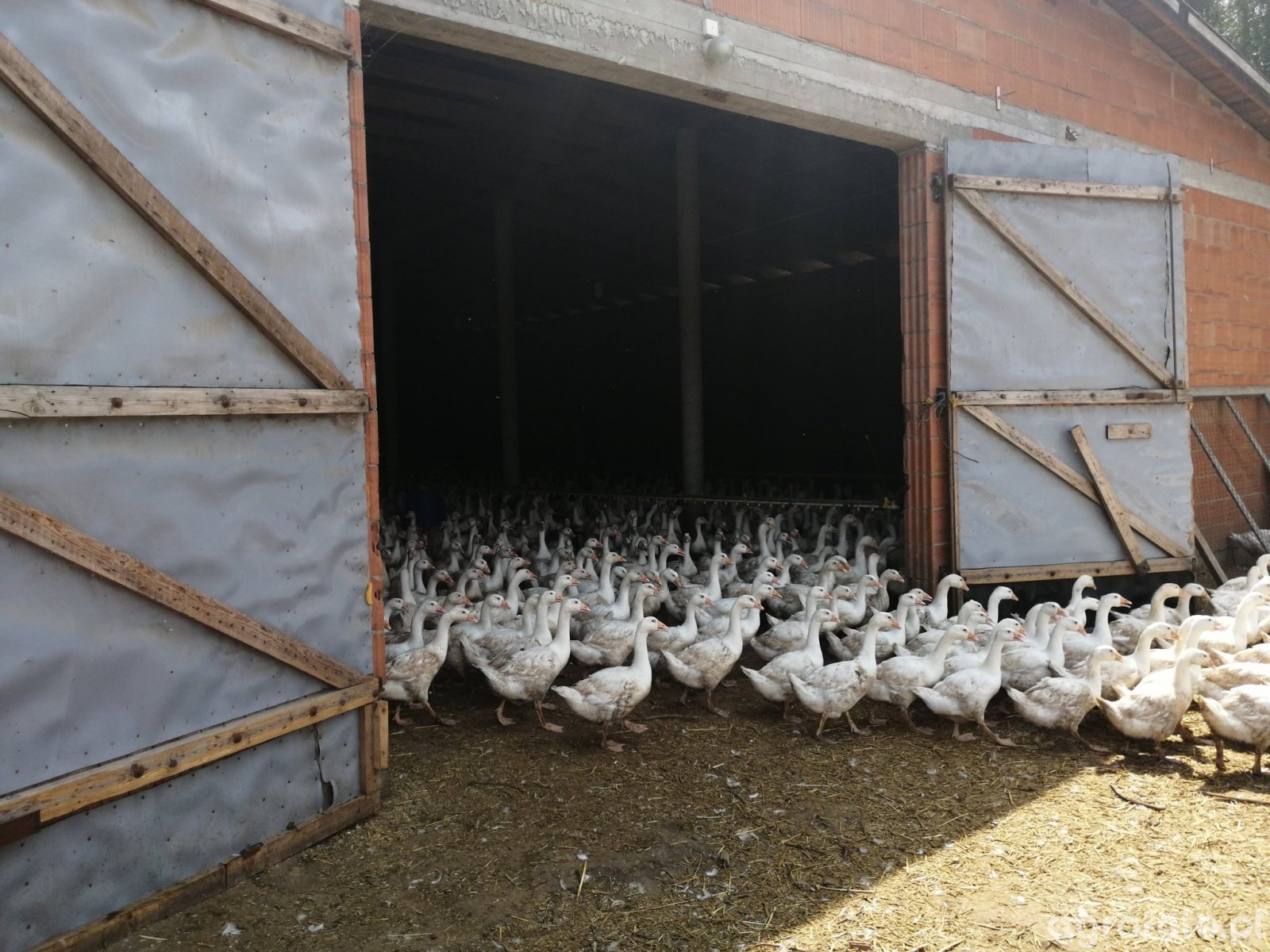 ECzerniatowicz's tweet card. Nowe ognisko ptasiej grypy 2025 potwierdzono u gęsi w Krogulnej. Inspekcja Weterynaryjna wprowadza restrykcje i apeluje o wzmożoną bioasekurację.