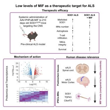 IsraelsonLab's tweet card. Alfahel et al. demonstrate that systemically administered MIF following disease onset extends survival of SOD1G37R mice, functioning as both a misfolded SOD1 chaperone and also affecting diverse...