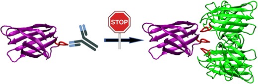 IsraelsonLab's tweet card. Bakavayev et al. generate an antibody targeting the structural element responsible for the neurotoxicity of the ALS pathogenic protein SOD1, and show that