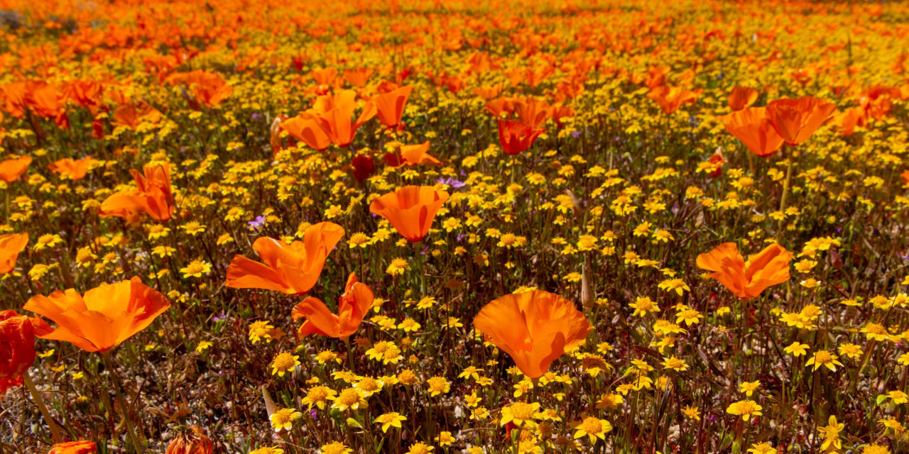 FergusonTech7's tweet card. Poppies are set to bloom across the state in bursts of orange and yellow for the first time since 2019.