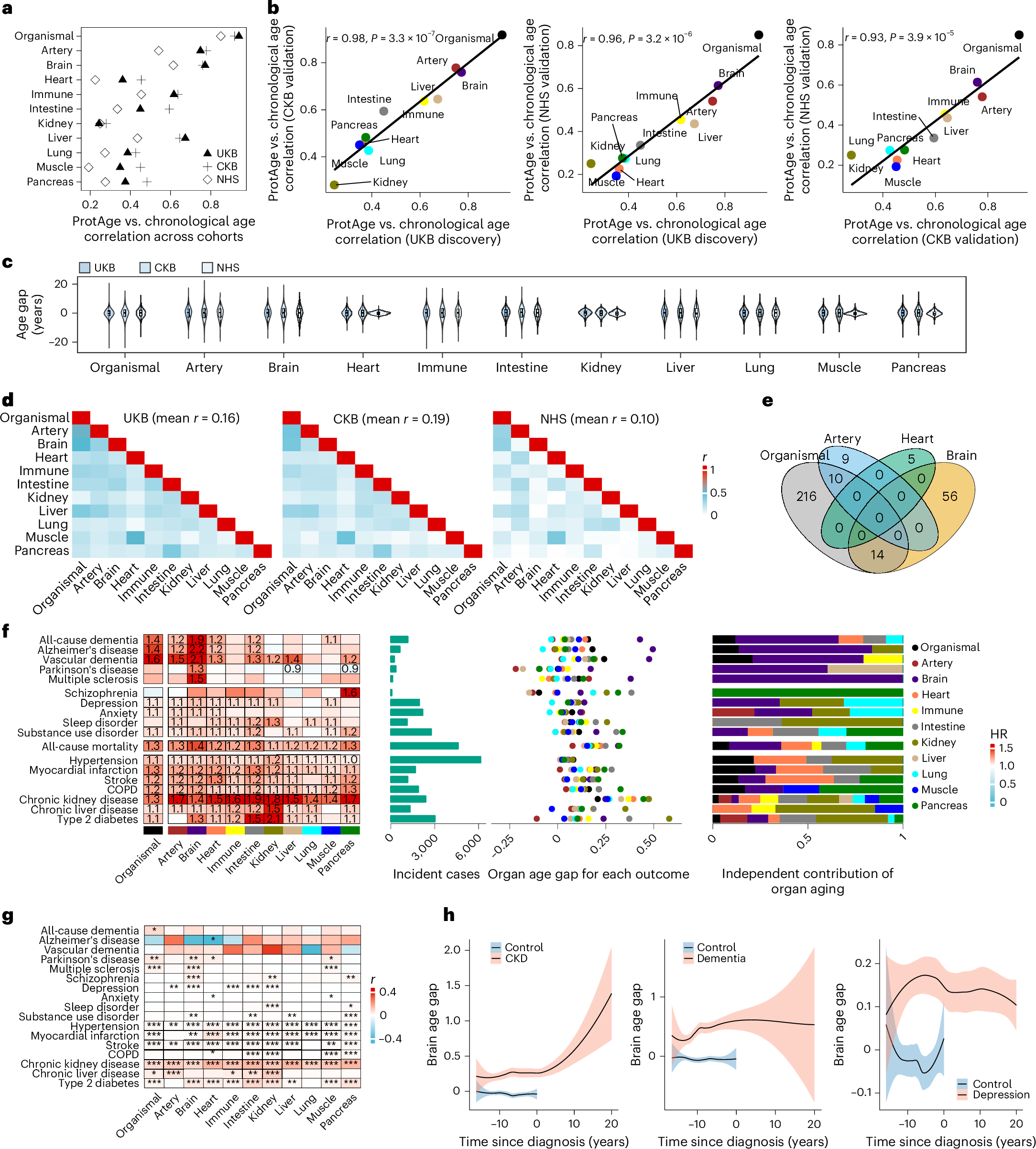 MitoPsychoBio's tweet card. Nature Aging - Wang, Xiao and colleagues develop and validate organ-specific proteomic aging clocks across large population cohorts in the UK, the USA and China, which show strong performance in...