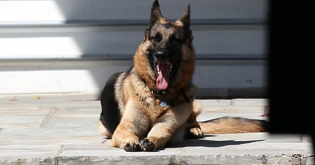 IrishTimes's tweet card. President-elect’s pets Champ and Major to take residence in Washington from January