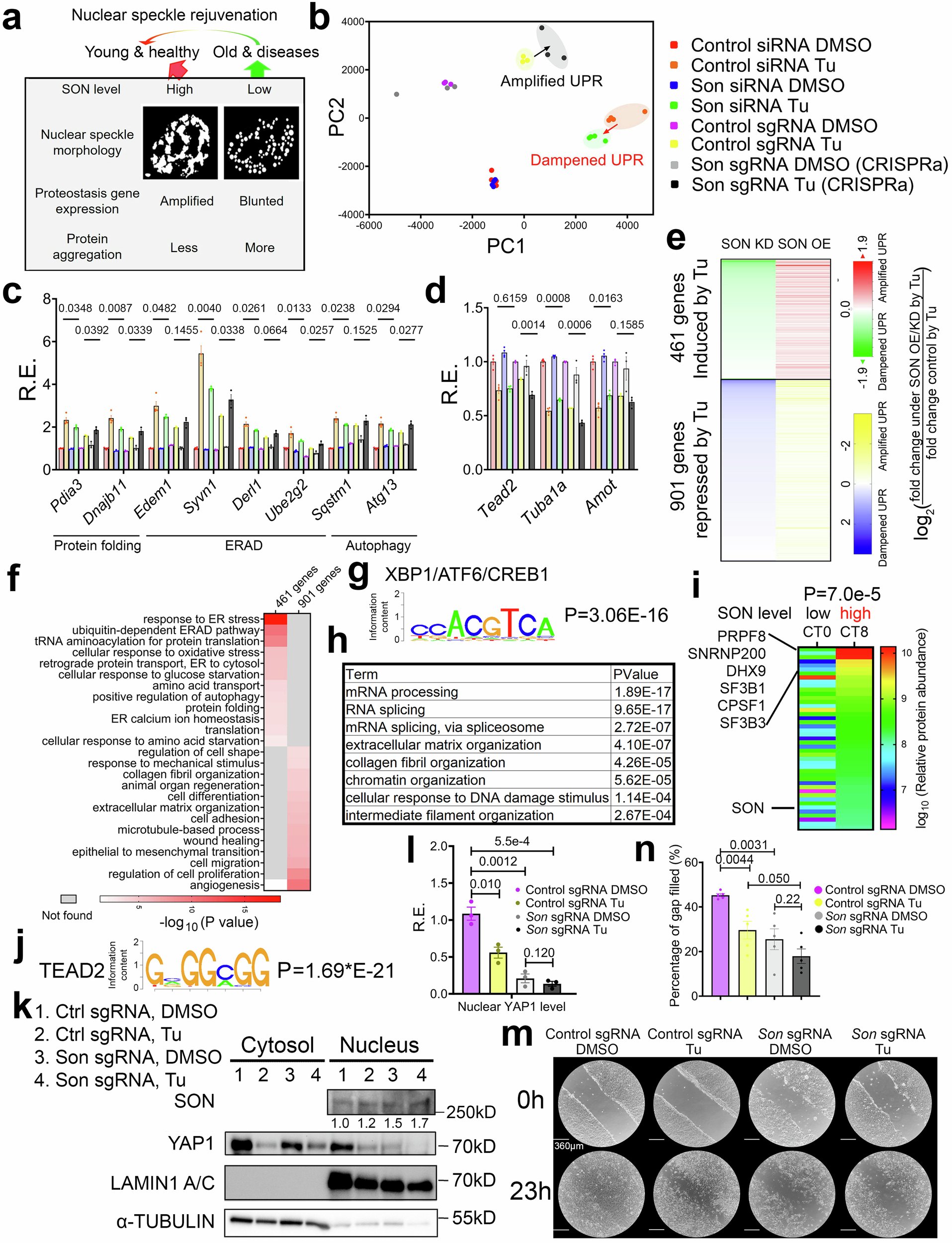 LabZhu's tweet card. Nature Communications - Here the authors show that rehabilitating nuclear speckles, membraneless organelles involved in mRNA processing and gene regulation, can boost protein quality control and...