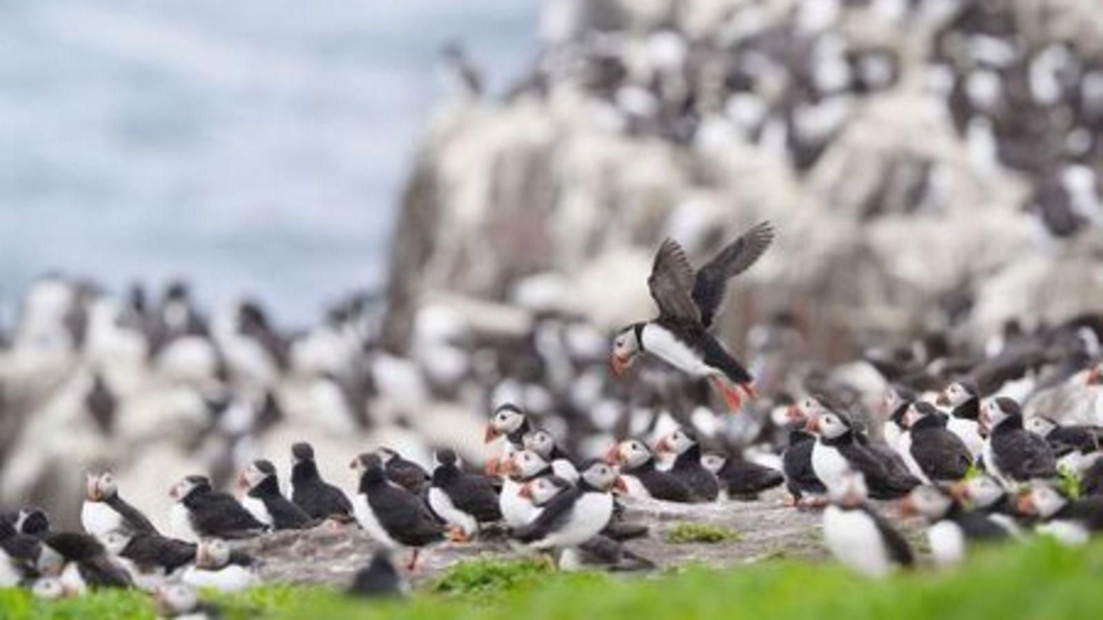 itvtynetees's tweet card. The last full puffin count in 2024 found the population had risen by 15% - but this year the number has instead dropped by 23%. | ITV News Tyne Tees