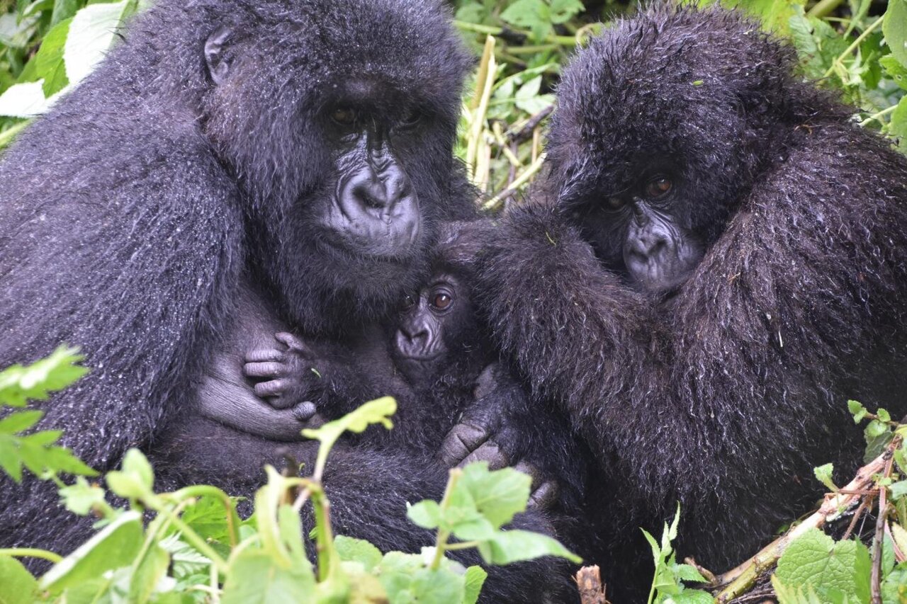 SciTechBioNews's tweet card. A study published today in Scientific Reports suggests that new health challenges may be emerging as a result of conservationists' success in pulling mountain gorillas back from the brink of extinc...