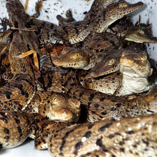 SciTechBioNews's tweet card. A study led by UF/IFAS scientists that focused on the threatened American Crocodile maps out the status of their population over the last 40 years in response to changes in the Florida Everglades....