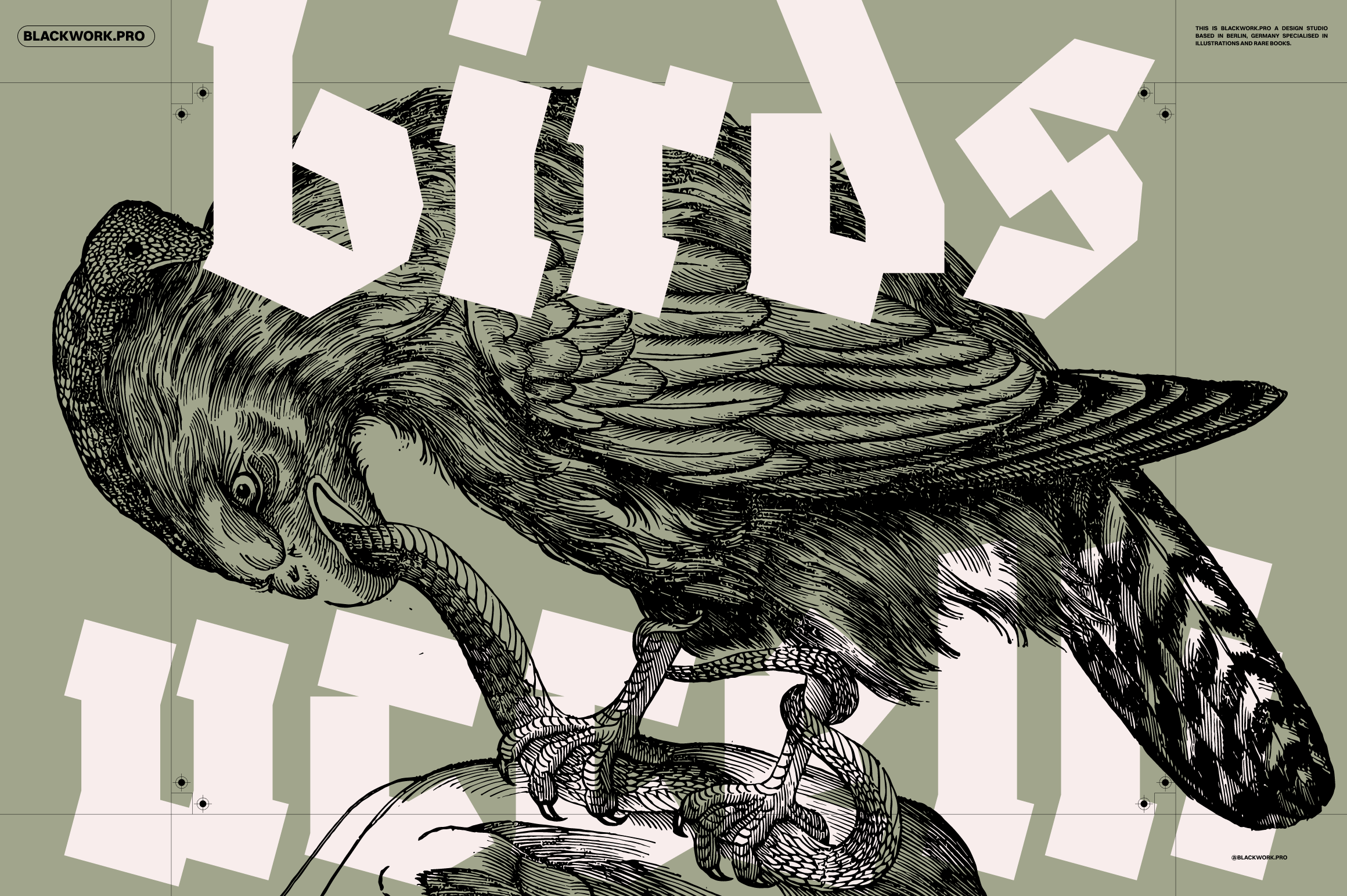 NomadVisualsCo's tweet card. Birds of the World: A Collection of 168 High-Resolution Illustrations Discover the stunning variety of bird species from around the world with our beautiful collection of bird illustrations. Perfect...