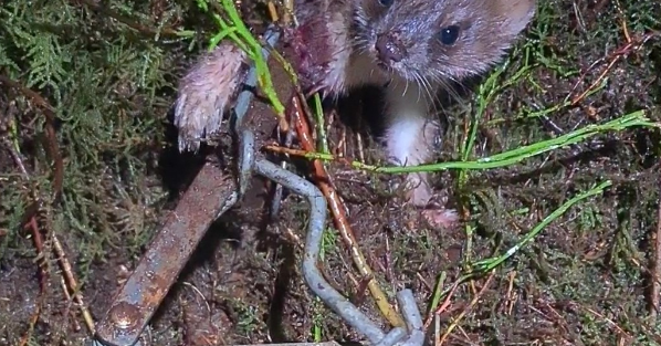 Tweet card summary image