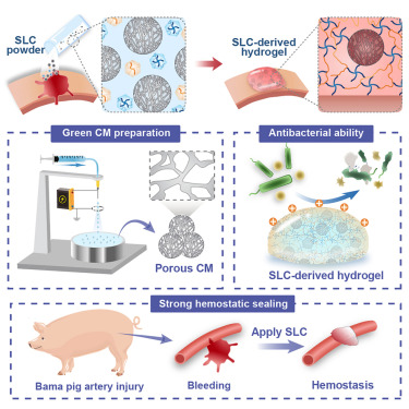 CellRepPhysSci's tweet card. Zhang et al. developed an antibacterial gel-forming powder (SLC) composed of tetra-armed poly(ethylene glycol) succinimidyl succinate, ε-polylysine, and chitosan microspheres. Upon deployment, SLC...