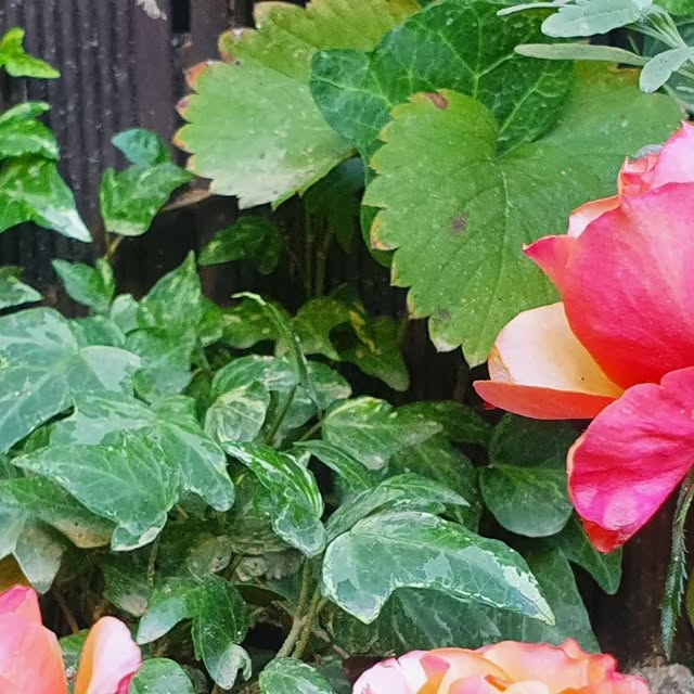 logcorps's tweet card. Jason Shim (@jinseobshim) • Instagram photos and videos