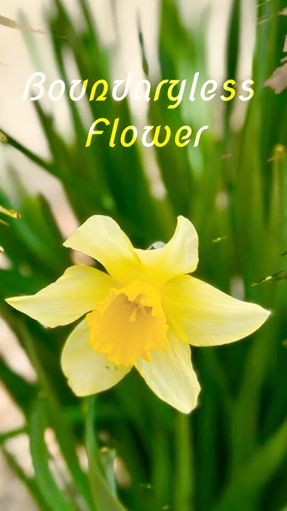 dimanche1120's tweet card. #Boundaryless Flower#경계 없는 꽃#shorts