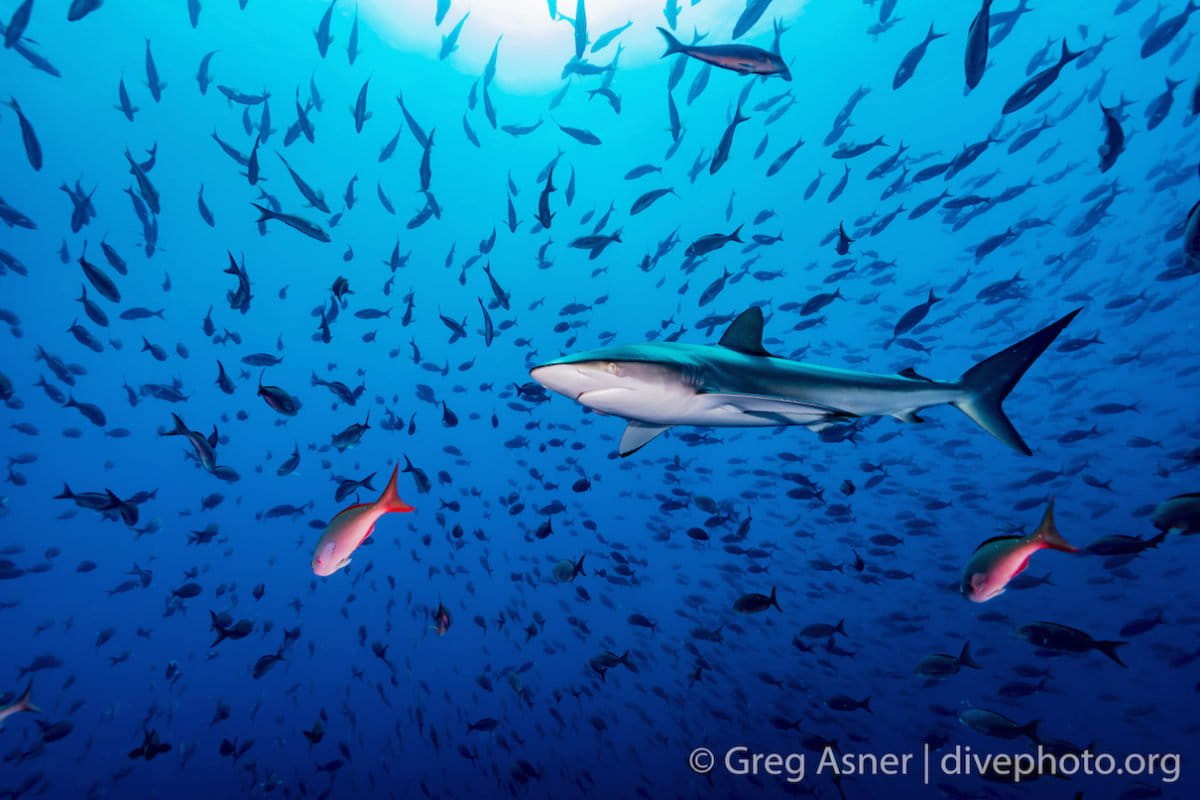 HaahrMarianne's tweet card. On May 9, Ecuador launched a plan that would effectively wipe out the interest on part of its debt in exchange for its protection of the Galápagos Islands, one of the most biodiverse marine regions...