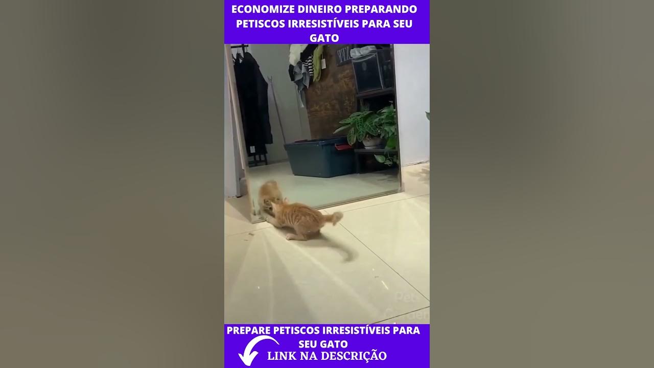 maximu2017's tweet card. Animais engraçado 2021 #shorts