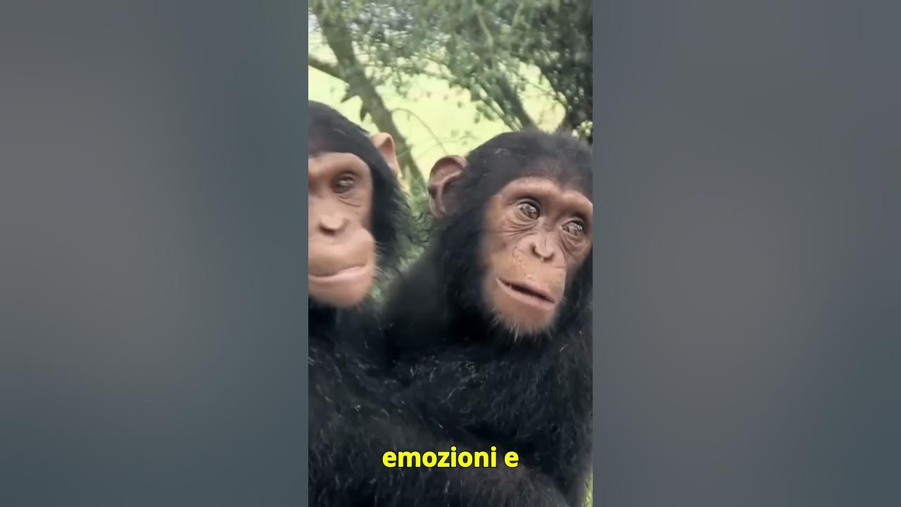 theupdaterep's tweet card. Addio a Jane Goodall, una vita dedicata ai primati #theupdate #news...