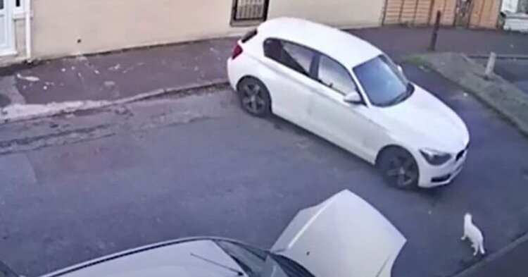 Tweet card summary image