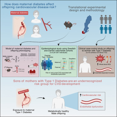 CellRepMed's tweet card. Zhao et al. translationally demonstrate how maternal diabetes induces early-onset endothelial dysfunction in sons, but not daughters, even when offspring are metabolically healthy. This challenges...