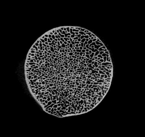 CEMAS_OSU's tweet card. Professor Habiba Chirchir uses CEMAS' Heliscan to get a closer look at mammal and primate bones