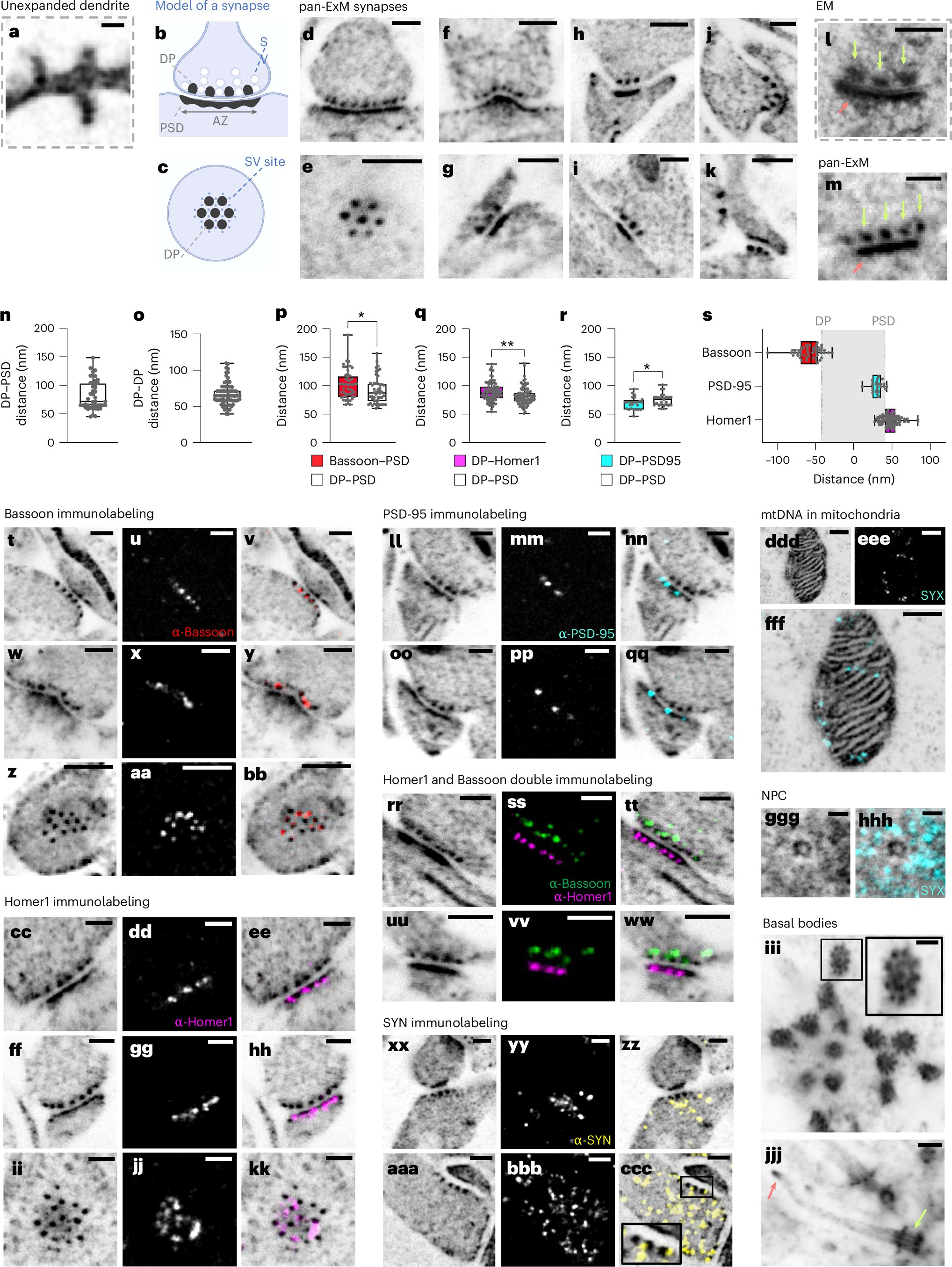 OnsMSaad1's tweet card. Nature Biotechnology - Pan-expansion microscopy of tissue combines staining of proteins and lipids with immunolabeling.