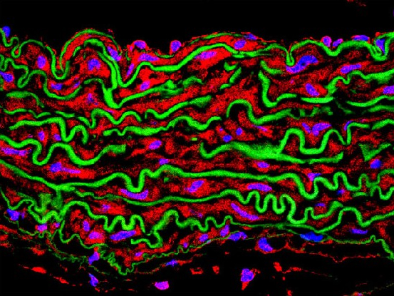 CBM_CSIC_UAM's tweet card. Contrato Técnico de Gestión de Proyectos en el Centro de Biología Molecular Severo Ochoa (CBM) Grupo de Investigación en Patología Vascular Molecular y Traslacional Laboratorio de Juan Miguel Redondo...