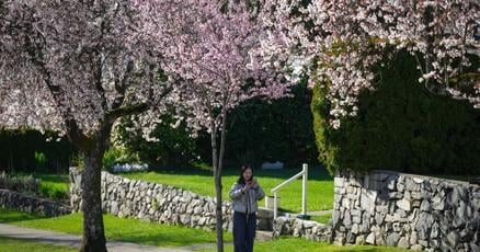 ianjamesyoung70's tweet card. It's springtime in Metro Vancouver, when thickets of selfie sticks and tourists sprout up beneath canopies of the region’s famous cherry blossoms.