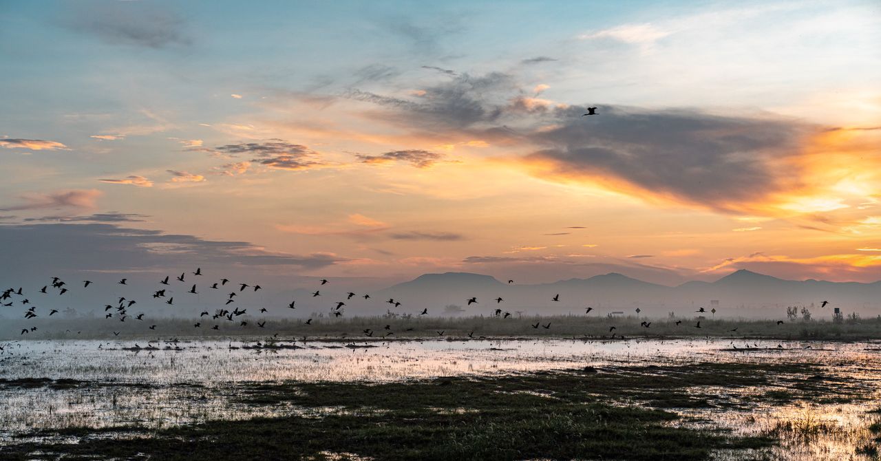 WIREDScience's tweet card. New Mexico City International Airport was canceled when only half built, and has since been flooded and restored into wetlands.