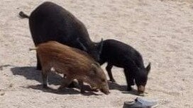 FabGiagnoni's tweet card. Giustizia per i cinghiali di Spargi. Opponetevi all'abbattimento.