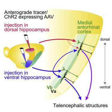 DraguhnLab's tweet card. Ohara et al. have revised the organization of the canonical output circuit of the hippocampal formation to the entorhinal cortex (EC). They report that the ventral hippocampus projects broadly along...